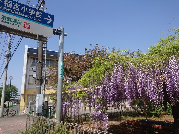 今日は授業参観行ってきまして～からの本日のオススメ‼️藤が綺麗の何のって‼️息子もちゃんと勉強してたな(笑)父ちゃんも頑張っぺ❤️